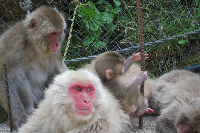 explore-jigokudani-snow-monkey-park-with-a-local-guide