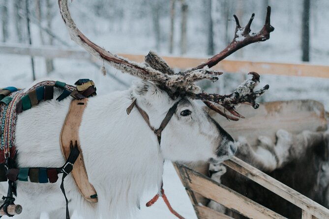 family-day-reindeer-husky-and-snowmobiling-in-levi