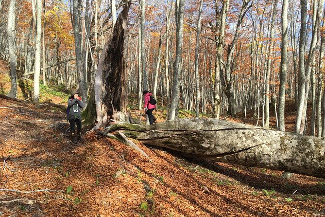 forest-healing-around-the-giant-beech-and-katsura-trees