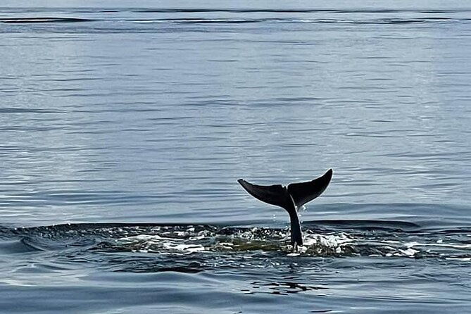 frisky-mermaid-public-dolphin-sightseeing-cruise-up-to-49-pax