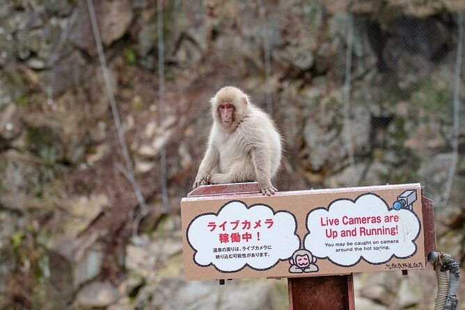 from-tokyo-nagano-snow-monkey-park-private-tour