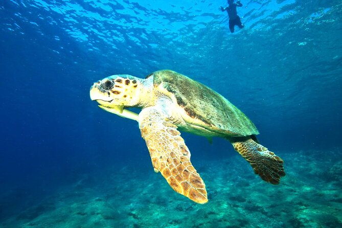 full-day-dalyan-turtle-beach-from-bodrum
