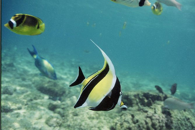 glass-bottom-boat-reef-tour