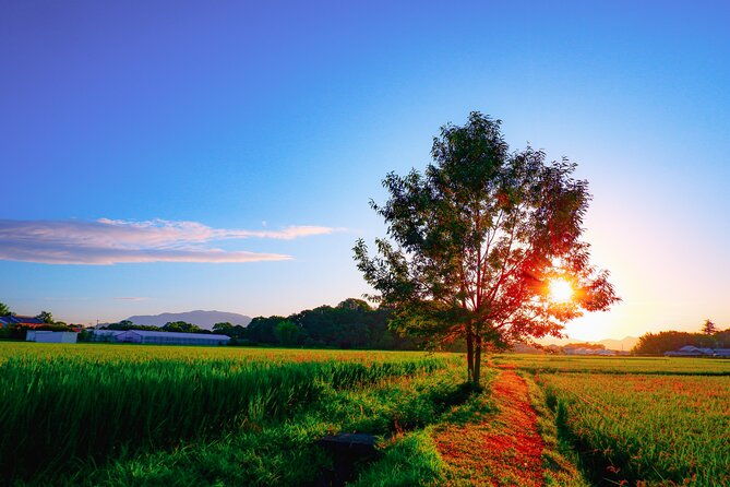 green-tea-fields-serene-beautiful-nature-of-kyoto-private-tour