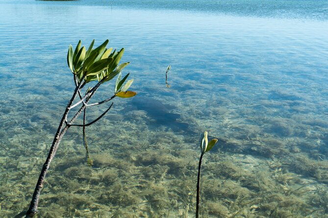 guided-clear-kayak-eco-tour-near-key-west
