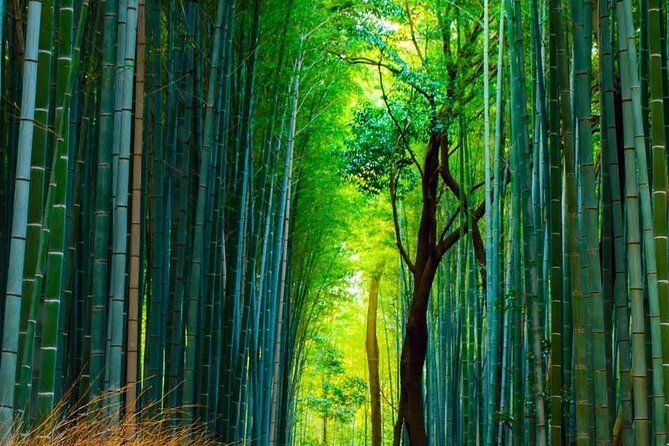 guided-kyoto-city-cherry-blossom-one-day-private-tour