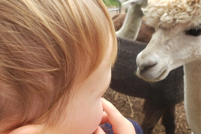 guided-lilymoore-alpaca-farm-tour