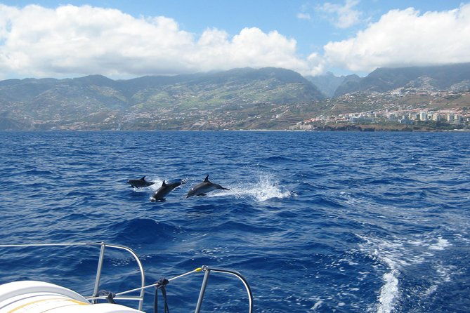 half-day-catamaran-trip-from-funchal