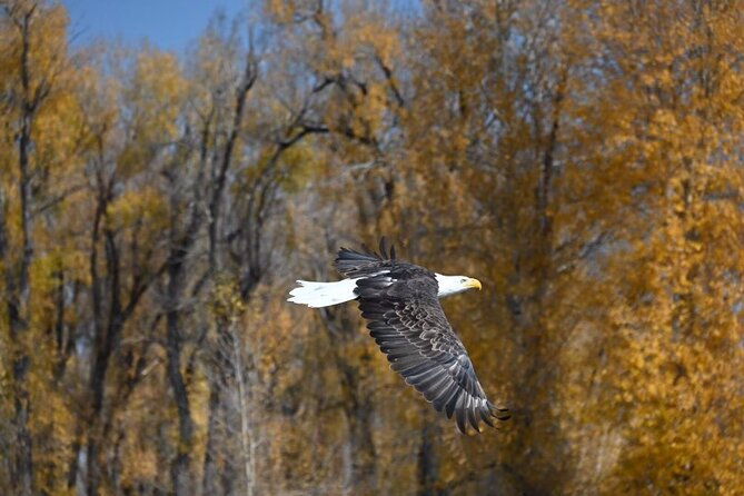 half-day-private-guided-fly-fishing-at-jackson-hole
