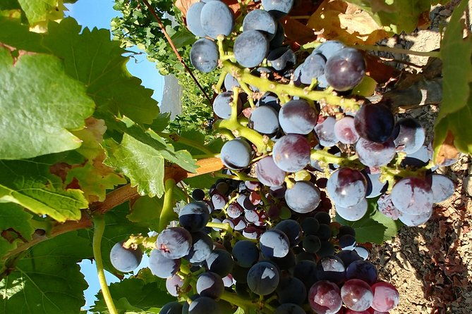 half-day-small-group-wine-experience-with-wine-expert-from-cagliari
