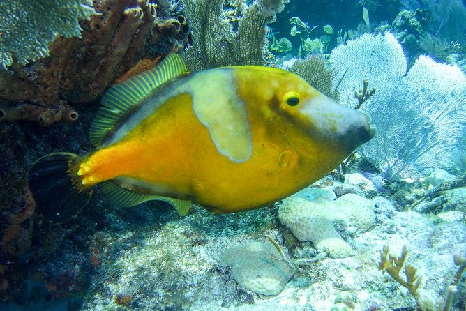 half-day-snorkel-trip-on-reefs-in-the-florida-keys