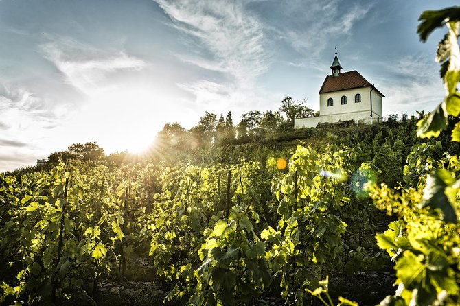 hidden-vineyards-and-private-winery-tour-in-prague