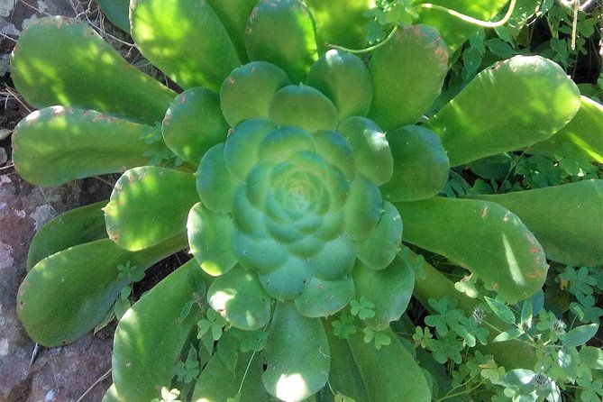 hiking-tour-in-the-anaga-biosphere-reserve-in-tenerife