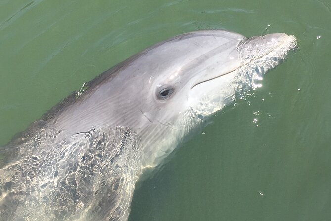 hilton-head-island-dolphin-boat-cruise