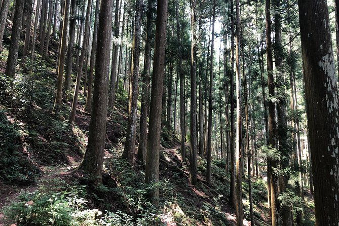 historic-and-natural-guided-hike-in-yoshino