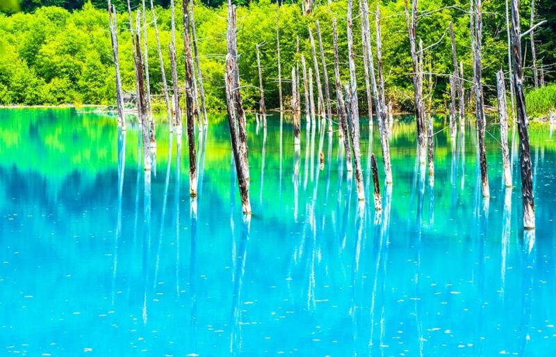 hokkaido-1-day-trip-asahiyama-zoo-biei-and-ningle-terrace