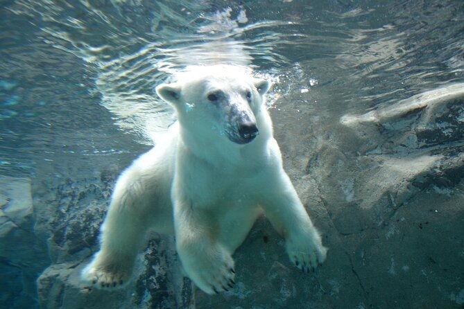 hokkaido-day-trip-from-sapporo-asahiyama-zoo-to-ningle-terrace