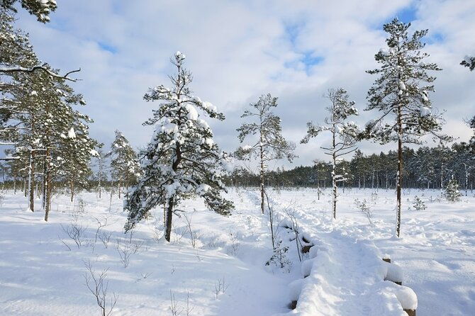 husky-dog-sledding-tour-from-riga