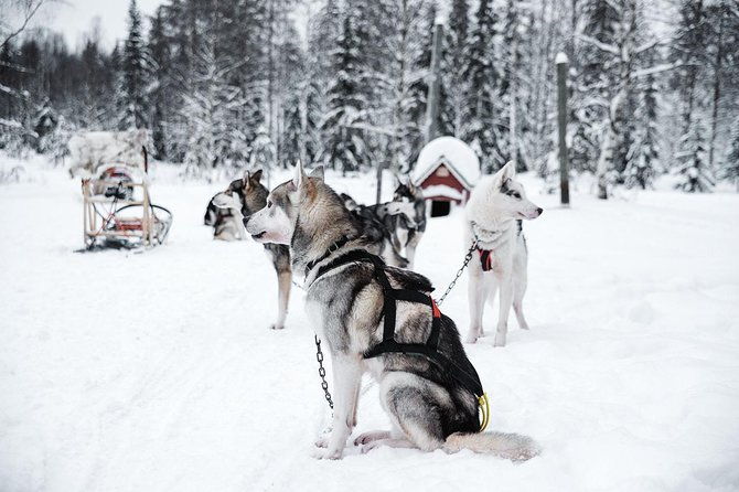 ice-fishing-and-husky