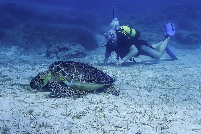 introductory-diving-in-small-groups