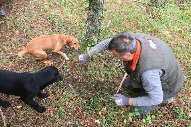 istrian-tapestry-gourmet-tour-combining-wine-truffles-and-olive-oil