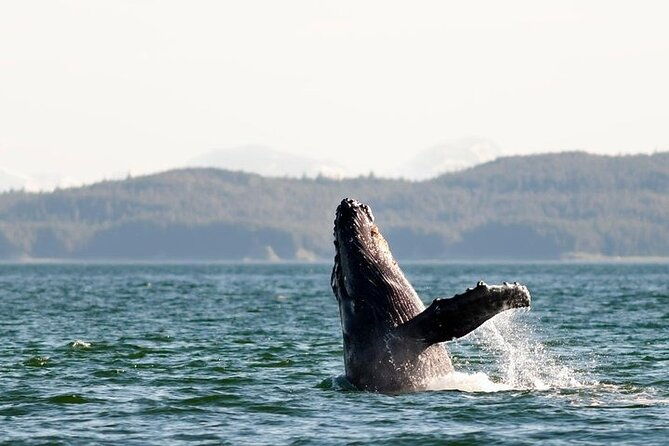 juneau-wildlife-whale-watching-mendenhall-glacier