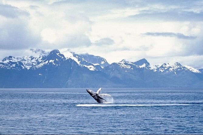 juneau-wildlife-whale-watching