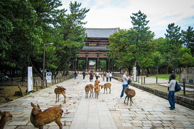 kansai-region-hiking-adventure-in-nara-kobe-kyoto-and-more