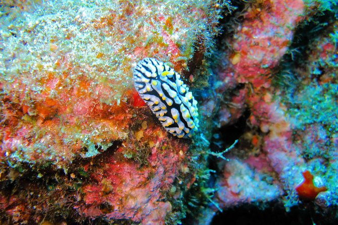 kauais-ultimate-guided-shore-snorkel-no-boat-south-poipu
