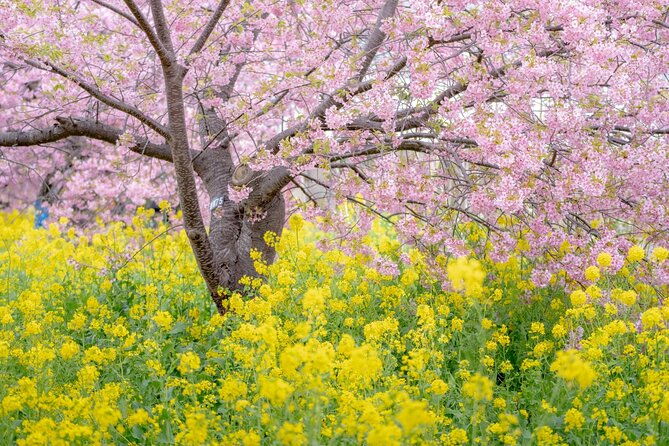 kawazu-cherry-blossom-sightseeing-tour