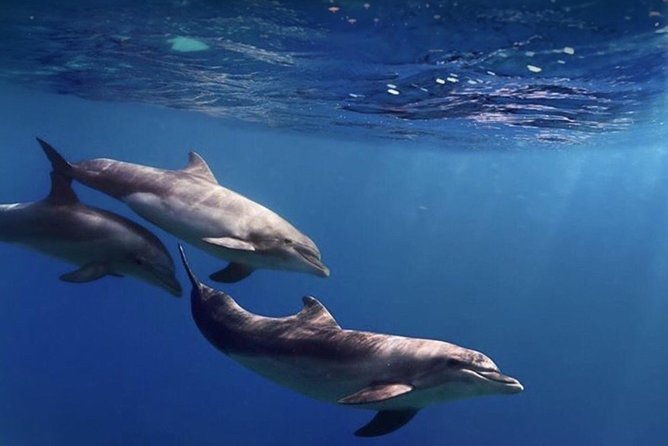 kayak-safari-with-dolphin-and-turtle-watching-in-guaza