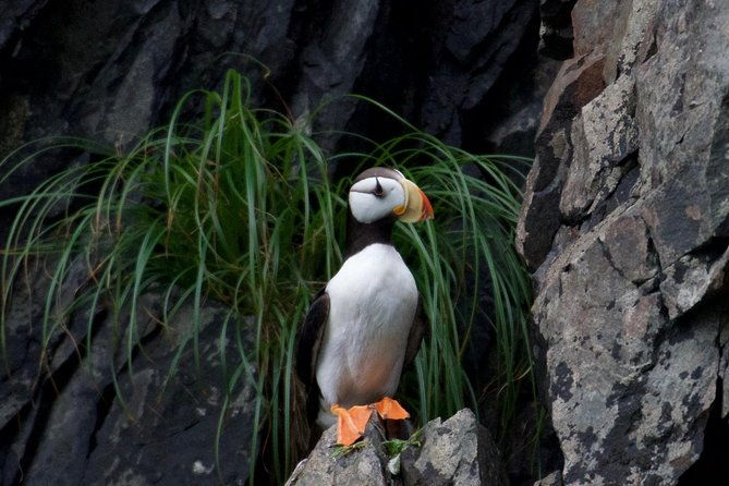 kenai-fjords-and-resurrection-bay-half-day-wildlife-cruise