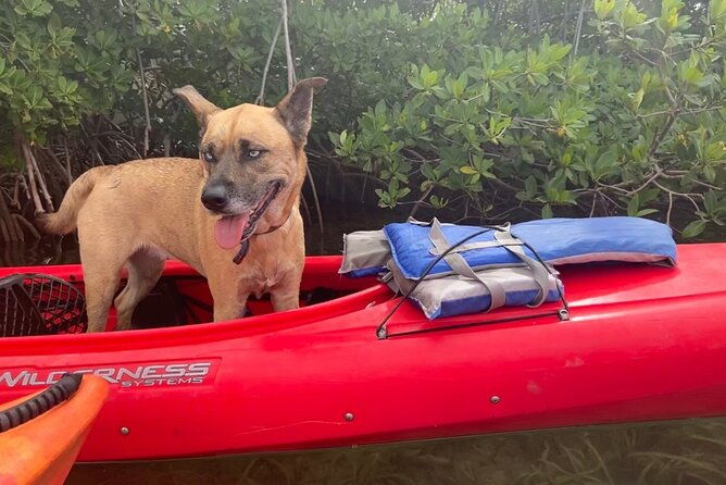 key-west-mangrove-kayak-eco-tour