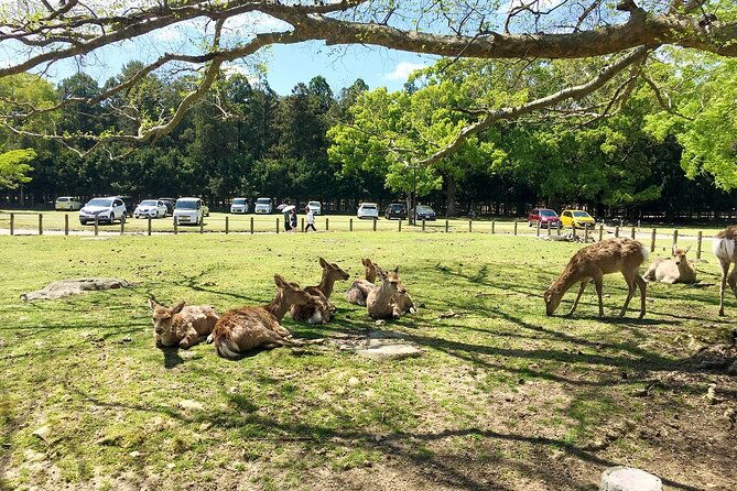 kyoto-nara-1-day-private-charter-car-tour-from-osaka-or-kyoto