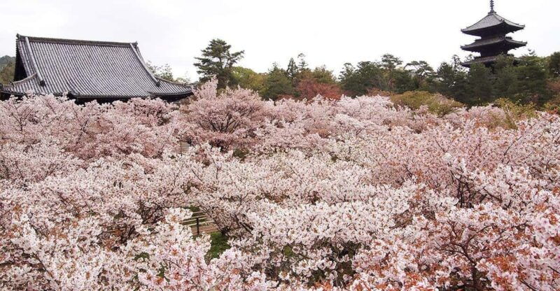 kyotos-cherry-blossom-splendor-a-3-hour-sakura-tour