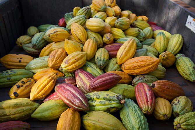lahaina-maui-kuia-estate-guided-cacao-farm-tour-and-tasting