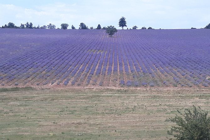lavender-tour-sault-from-marseille