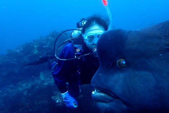 lets-enjoy-scuba-diving-in-izu-oceanic-park-izu-peninsula-for-certificate-diver