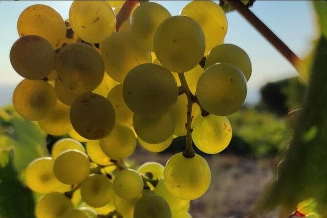 luxury-private-wine-tasting-in-crete-also-for-cruise-ships