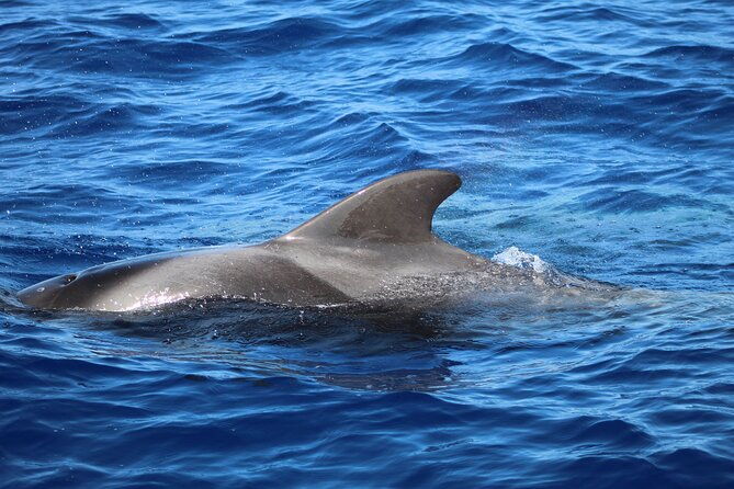 madeira-dolphin-whale-watching-tour