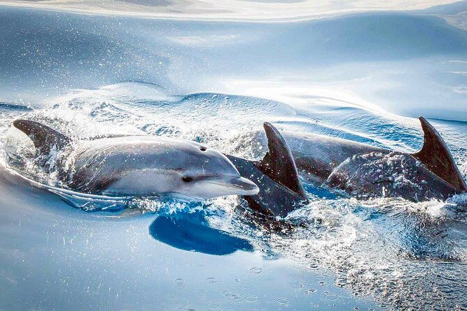 magic-dolphin-sea-safaris