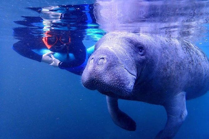 manatee-swim-tour-with-in-water-photographer