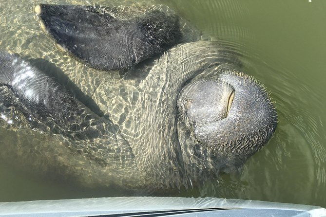 mangrove-tunnels-dolphins-manatee-tour-1-rated-in-cocoa-beach