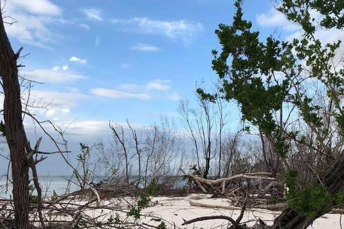 marco-island-2-hour-dolphin-birding-and-shelling-tour