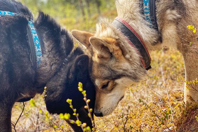 meet-taivas-the-arctic-wolves-private-tour