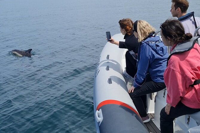 meet-the-lisbon-dolphins-dolphin-watching-in-lisbon