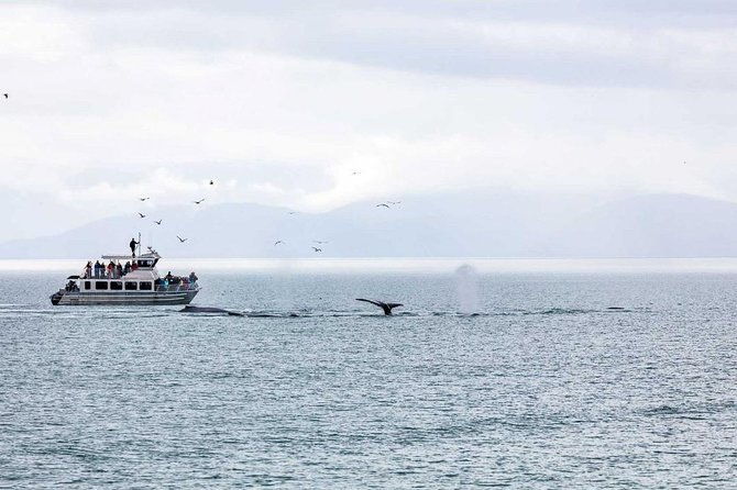 mendenhall-glacier-and-ultimate-whale-watch-combo