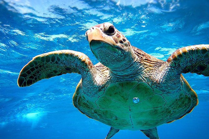 miyakojima-snorkel-private-tour-from-2-people-go-to-meet-cute-sea-turtle