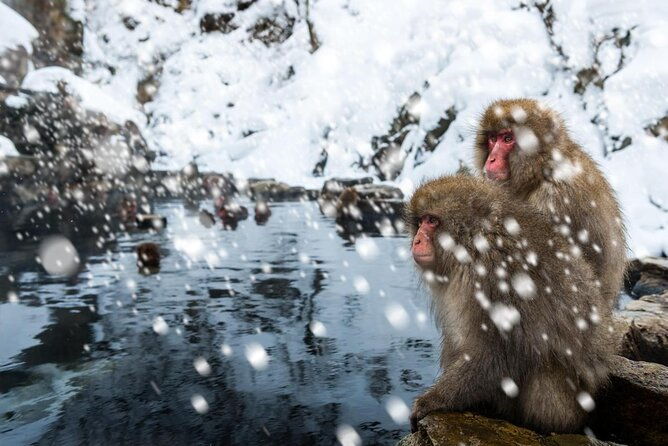 nagano-snow-monkey-1-day-tour-with-beef-sukiyaki-lunch-from-tokyo