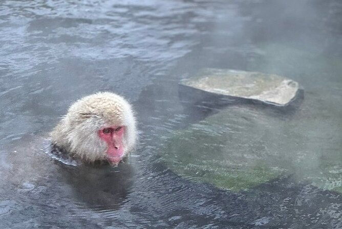 nagano-snow-monkey-and-zenkoji-temple-free-sake-taste-day-tour